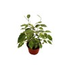 Weeping Fig Tree - Ficus Benjamina Variegated - 4'' from