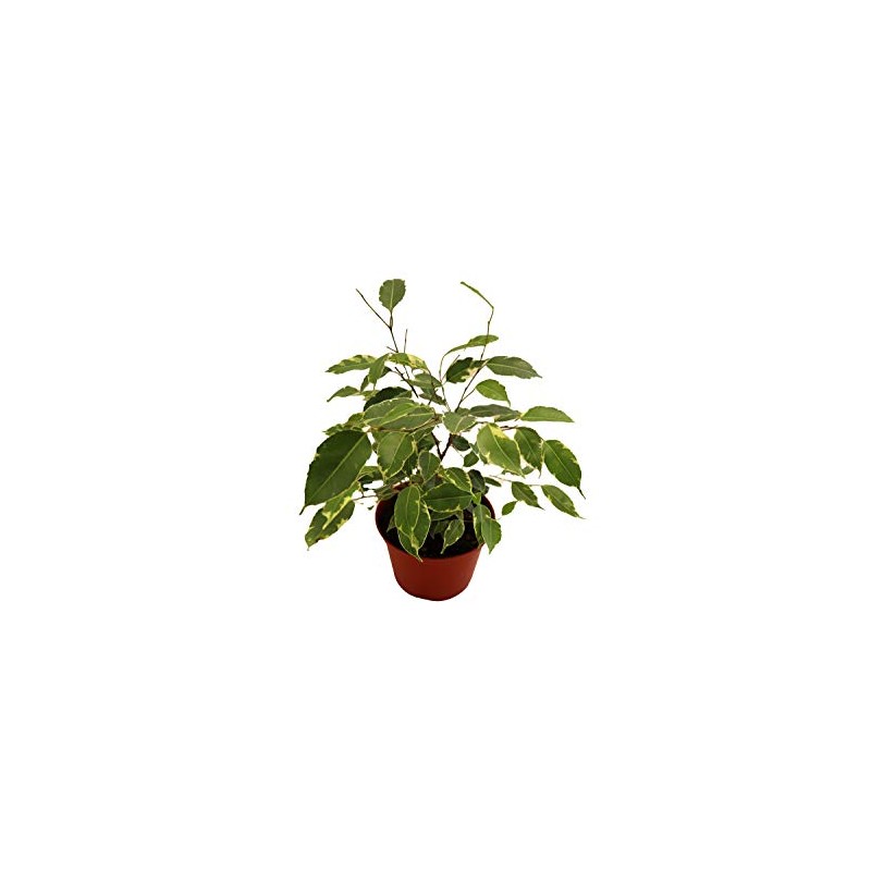 Weeping Fig Tree - Ficus Benjamina Variegated - 4'' from
