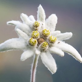 Edelweiss Seeds Leontopodium Alpinum Small, Iconic Alpine Flower Unique Appearance Low-Maintenance White Petals and Velvety Texture Add Enchantment to Any Garden 50Pcs by YEGAOL Garden