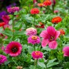 Eden Brothers Cupid's Flower Seed Mixed Seeds for Planting, 1