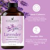 Handcraft Blends Lavender Essential Oil – Huge 4 Fl Oz