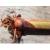 2X Orange Tropical Heliconia Rhizomes w/ 10 in stock, Exotic