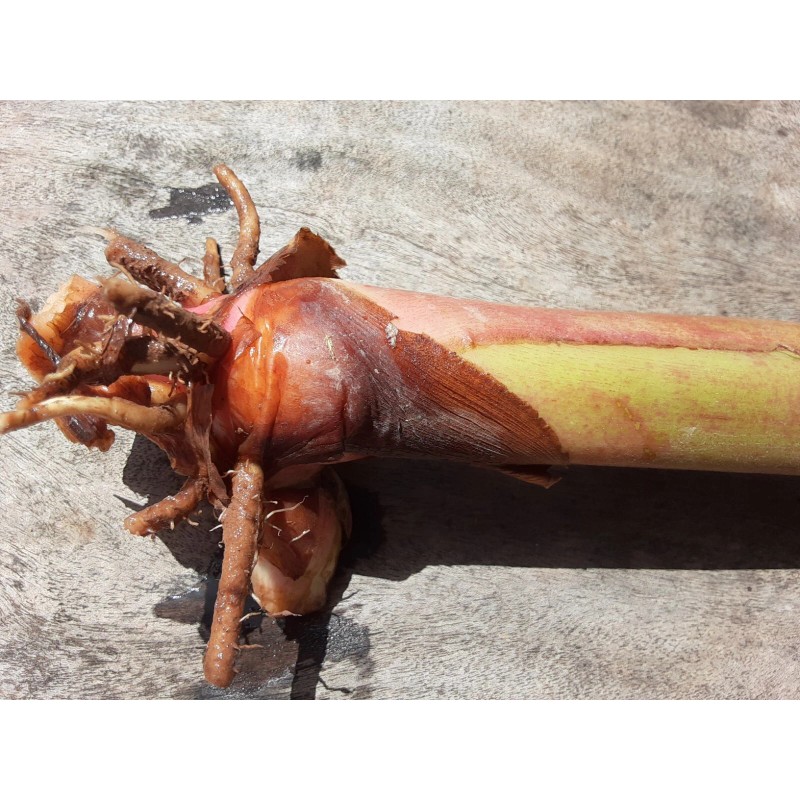 2X Orange Tropical Heliconia Rhizomes w/ 10 in stock, Exotic