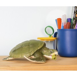 Kemp's Ridley Sea Turtle