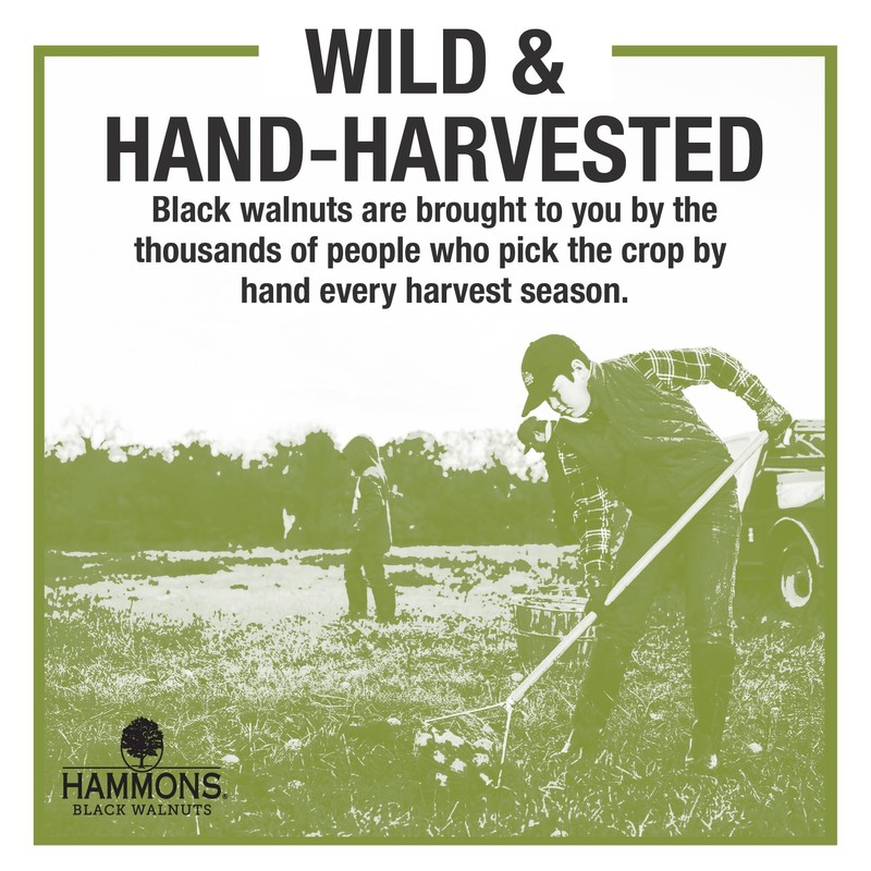 Hammons Fancy Large Black Walnuts -Wild Harvested - Non-GMO -