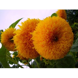 Seeds Ornamental Double Sunflower Teddy Bear (Helianthus annuus) Annual Flowers Beautiful Outdoor Garden Cut for Planting Non GMO
