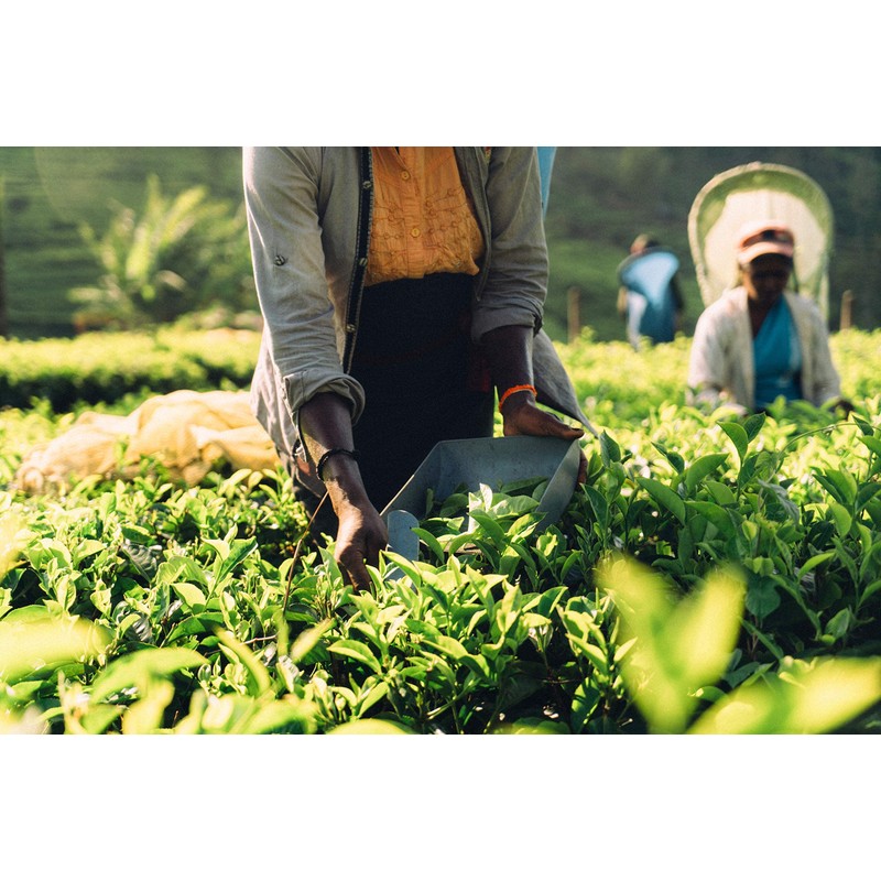 QuikTea Cardamom Instant Chai Tea Latte - 10 Count Single