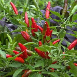Mai's Family Thailand organic bird's eye chili pepper seeds Hot Pepper Seed, US Seller - 100+ Seeds
