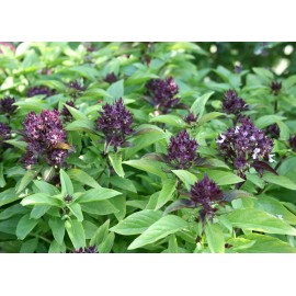 Southeast Seeds Siam Queen Thai Basil Seeds, NON-GMO, Clove Scent & Flavor, Best Thai, FREE SHIP - 1250 Seeds or 2 Grams