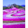 20000+ Purple Creeping Thyme Seeds for Planting Ground Cover Magic
