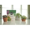 Miracle-Gro Succulent Potting Mix, for Indoor Succulents, Aloe Vera and