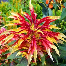 Amaranthus Seeds - Perfecta - 1 Ounce - Red/Yellow/Green Flower Seeds, Heirloom Seed, Open Pollinated Seed Attracts Bees, Attracts Butterflies, Attracts Pollinators, Extended Bloom Time, Container