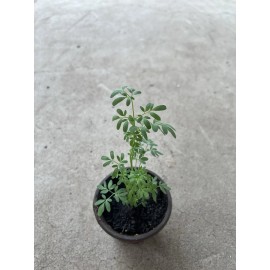 Rue Plant 1 Rue Live Plant Ruda Plant With Pot Herb of Grace Common Rue Ruta Graveolens