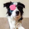 Beavorty Parche Ocular Ajustable para Perros, Suave y Protector