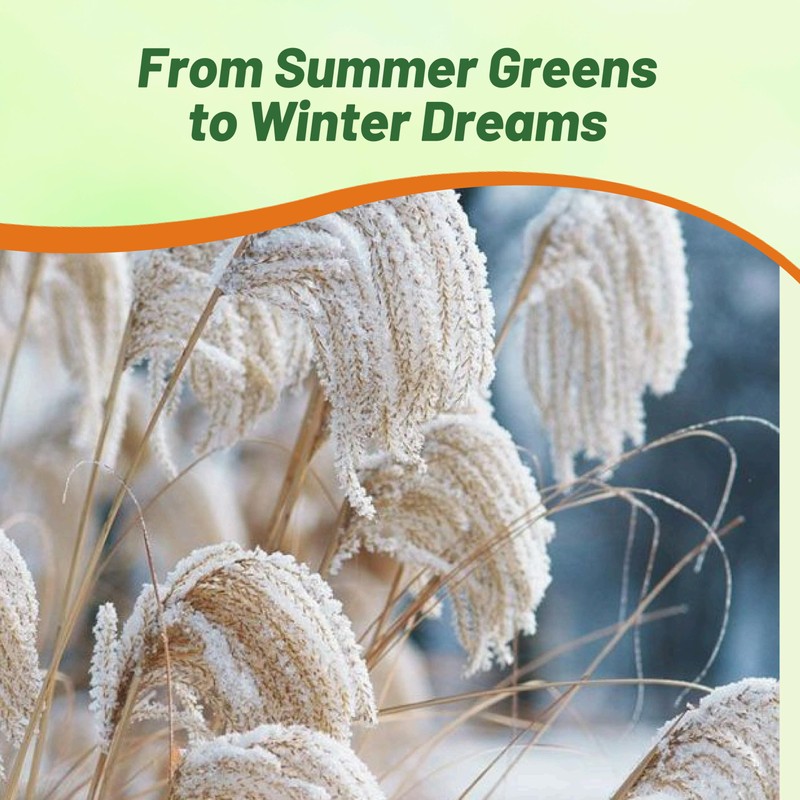 Outsidepride New Hybrids Miscanthus Sinensis Seeds - 250 Pcs. Perennial,