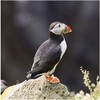 Unmistakable Puffin Sound Greeting Card Any Occasion Call of The