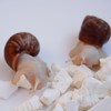 Begeterday Cuttlebone for Snails, Snail Terrarium Supplies