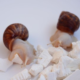 Begeterday Cuttlebone for Snails, Snail Terrarium Supplies