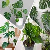 Doter Monstera Potting Soil 4qt - Premium Tropical Blend with