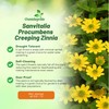 Outsidepride Creeping Zinnia Seeds - 4000 Pcs Annual Flower Seeds