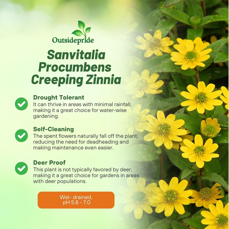 Outsidepride Creeping Zinnia Seeds - 4000 Pcs Annual Flower Seeds