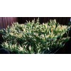 Home-Growth Hot- Crunchy White Eagle Claw Chili Pepper - 30