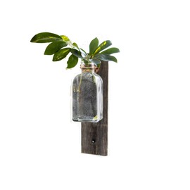 Living Window Plant Vase with mounted Suction Cup