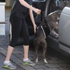 LOOBANI Portable Dog Sling for Back Legs, Hip Support Harness