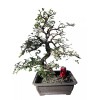 Unbranded Chinese elm pre-bonsai - 9" to 11"
