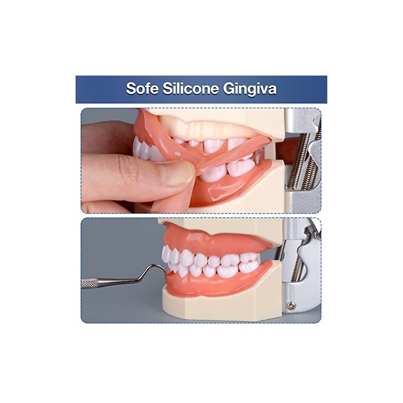 Ultrassist Typodont - Modelo de dientes con 28 dientes extraíbles,