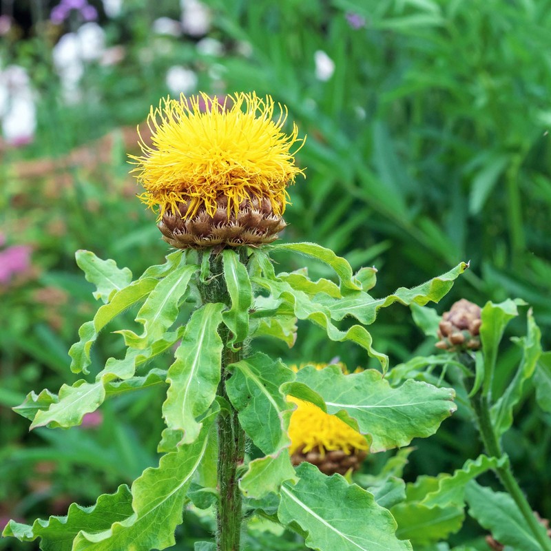 Outsidepride Cornflower Macrocephala - 500 Seeds