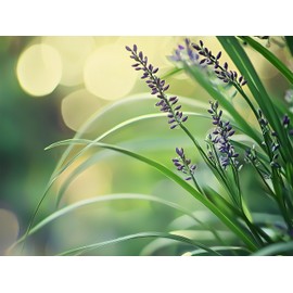 Big Blue Liriope Muscari - 3 Live 4 Inch Pots - Drought Tolerant Low Maintenance Evergreen Plants Grass Lilyturf