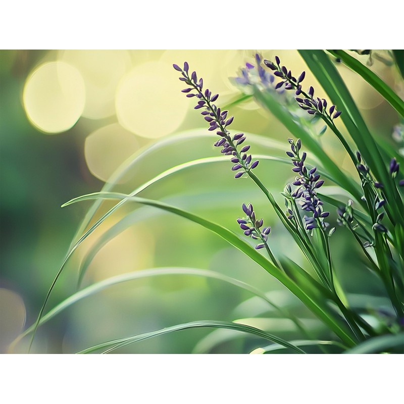 Big Blue Liriope Muscari - 3 Live 4 Inch Pots