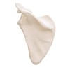 Life-Size Shoulder Blade Model - Shoulder Blade Model - 3B