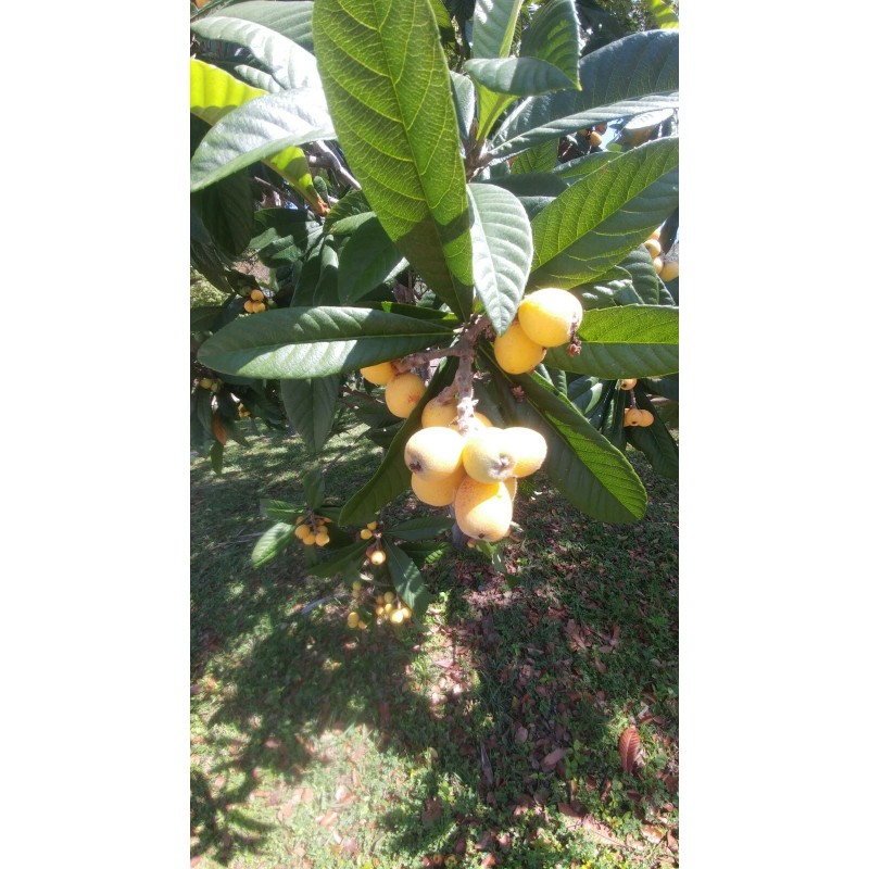Japanese Plum Tree 2 Rooted Plants 4-8Japanese Plum Tree Organic