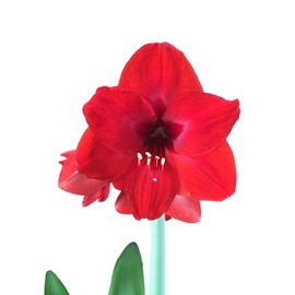 3 Red Lion Amaryllis Bulbs Special Holiday Bulk Pricing! Wonderful to Gift As-is to Your Friends, or Jazz These Bulbs up Yourself with Clever Packaging to Put Your Own Style Into Your Gift!