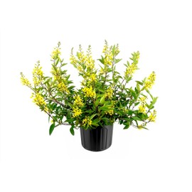 Thryallis | 2 Extra Large 3 Gallon Plants | Galphimia glauca | Tropical Beauty | Year-Round Blooms