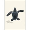 Earth Sky + Water - Sea Turtle Hatchling Assortment Notecard