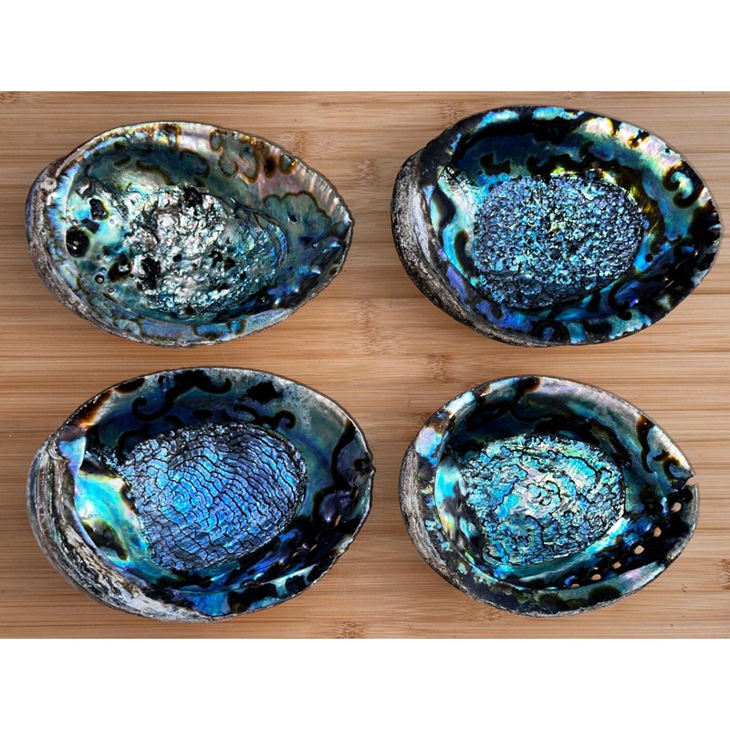 3-Pack Jumbo Abalone Shells 7–8 Inch Seashell Smudge Bowl for