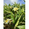 Hawaiian Yellow Plumeria Fresh Starter Cutting Single Head 10inch Unrooted