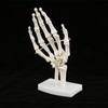 Skeleton Hand Model Human Wrist Medical Anatomical Study Skeleton Model