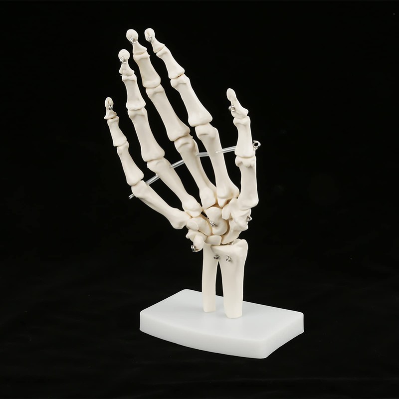 Skeleton Hand Model Human Wrist Medical Anatomical Study Skeleton Model