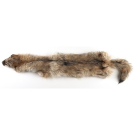 Coyote Skin