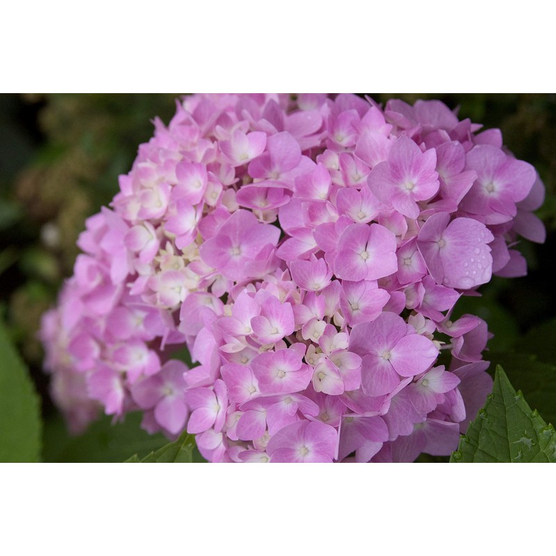 1 Gal. Endless Summer Original