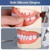 Ultrassist Typodont - Modelo de dientes con 28 dientes extraíbles,