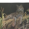 Limited Edition Print Riverbank Retreat-Bobcat-Robert Bateman