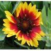 Gaillardia Indian Blanket Nice Garden Flower by Seed Kingdom 1,200
