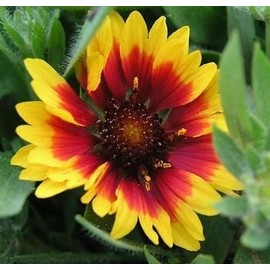 Gaillardia Indian Blanket Nice Garden Flower by Seed Kingdom 1,200 Seeds