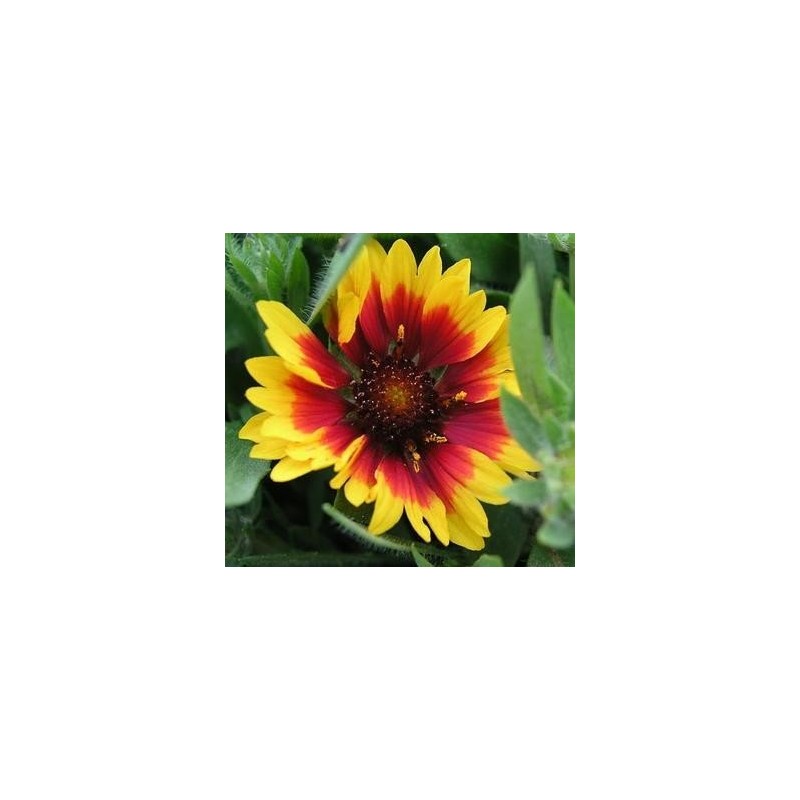 Gaillardia Indian Blanket Nice Garden Flower by Seed Kingdom 1,200