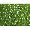 1000 Pcs Irish Moss Ground Cover Plant Fresh Garden Seeds